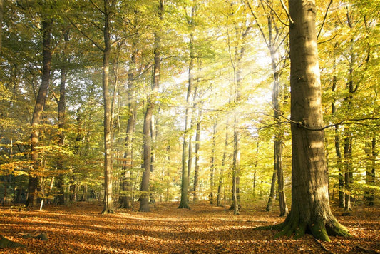 Light through Birches Wall Murals