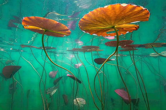 Lily Pads Underwater Wall Murals