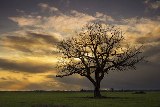 Lonely Tree Wall Murals