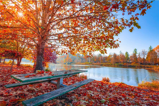 Maple Trees by Lake Wall Murals