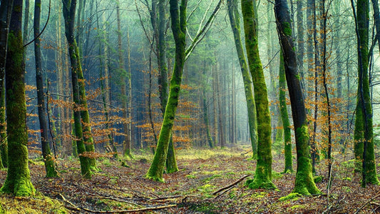 Old Woods with Mosses Wall Murals