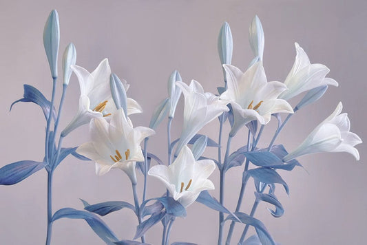 Ombre Blue Lilies Wall Murals