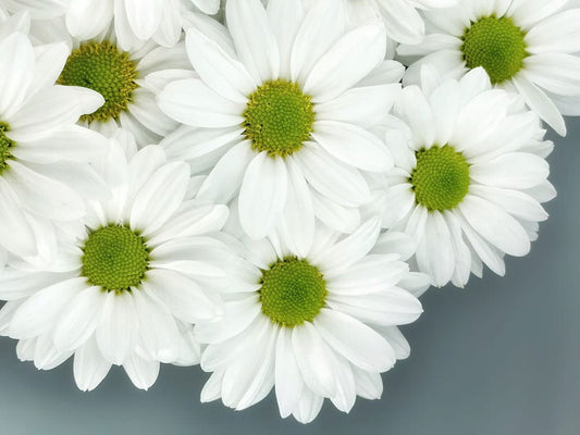 Pure Daisies Wall Murals