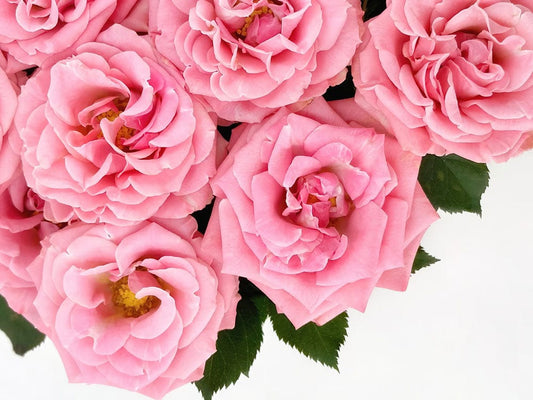 Roses in Baby Pink Wall Murals