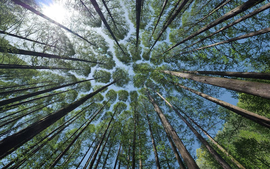 Sky in Forest Crevices Wall Murals