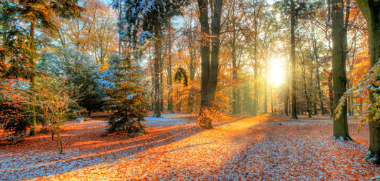 Snowy Red Forest Wall Murals