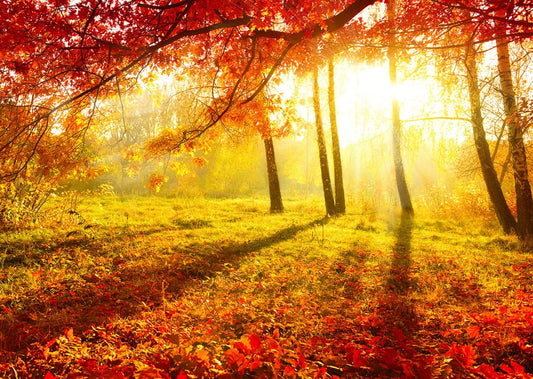 Sunshine through Autumn Forest Wall Murals