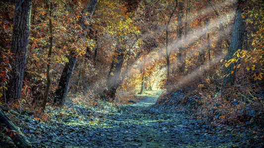 Woods in Winter Morning Wall Murals