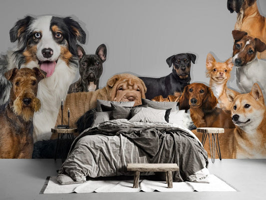 Dogs Gathering Wall Murals