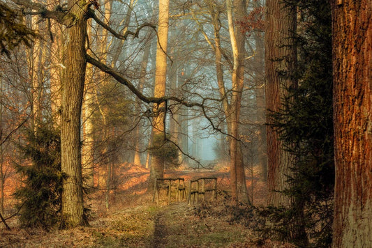 Light Through Forest Wall Murals