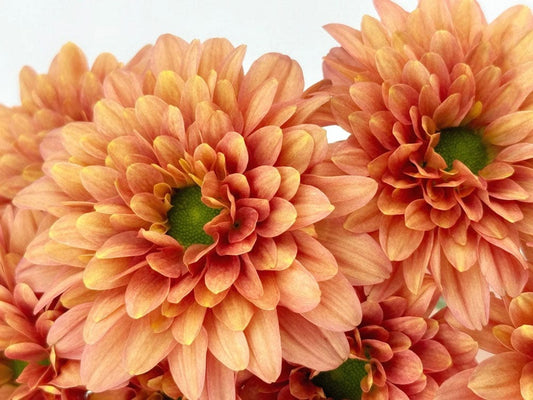 Orange Chrysanthemums Wall Murals