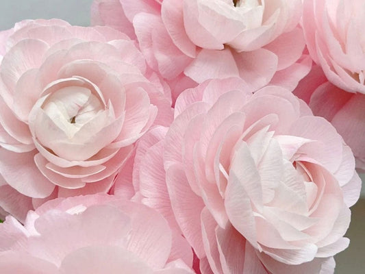 Blush Pink Ranunculus Wall Murals