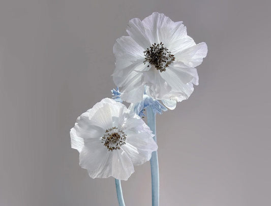 Two Poppies Wall Murals