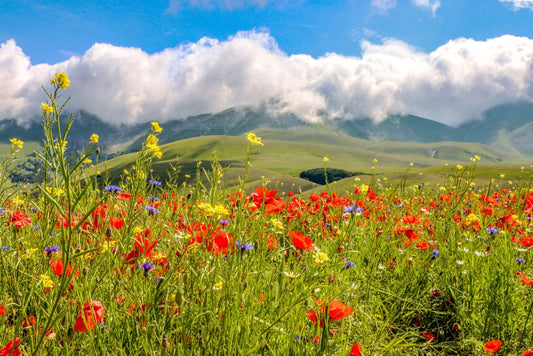 Grassland Flower Blossom Wall Murals