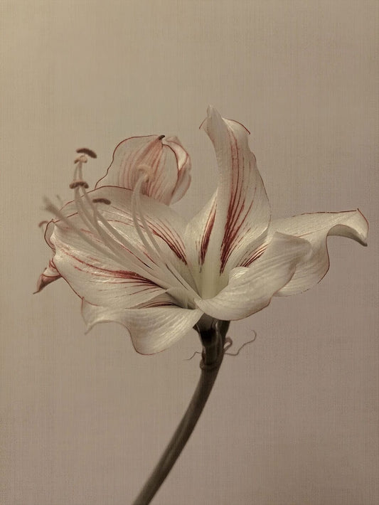 Lily Impression Wall Murals