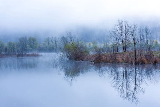 Forest in Water Fog Wall Murals