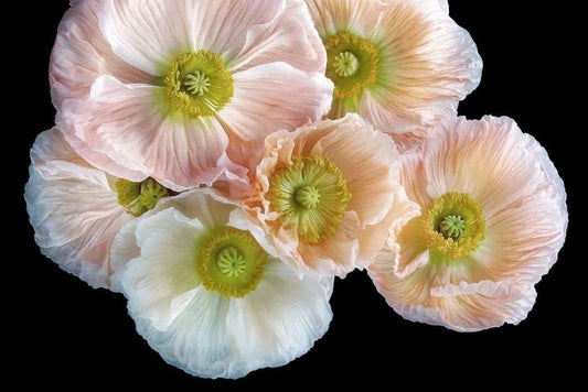 Iceland Poppies Wall Murals