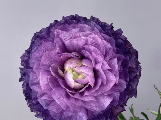 Purple Ranunculus Wall Murals