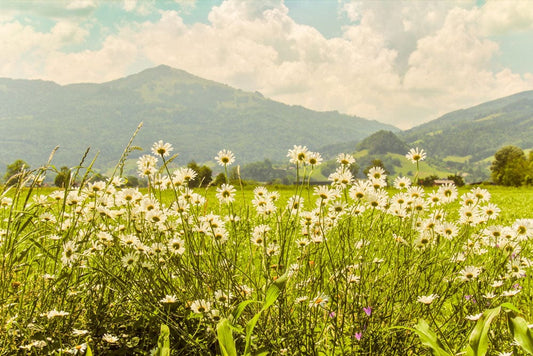 Daisy World Wall Murals