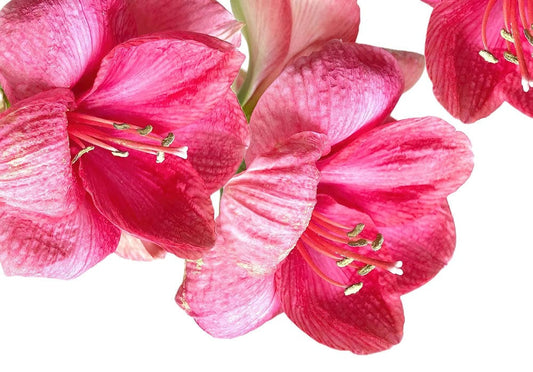 Hippeastrum bloom Wall Murals