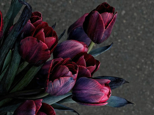 Dark Tulip Wall Murals