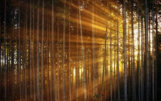 Sunshine through Slander Forest Wall Murals