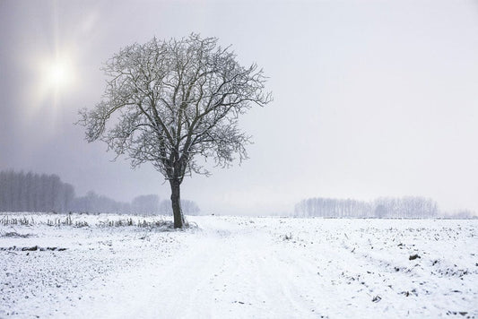 Lonely Snow Tree Wall Murals