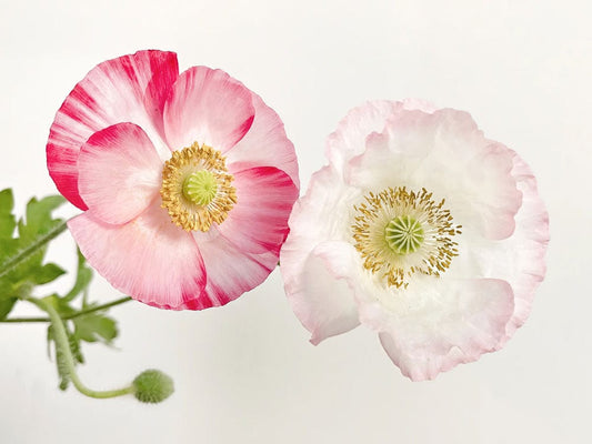 Soft Pink Poppies Wall Murals