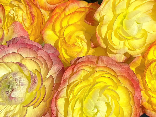 Ranunculus Bloom Wall Murals