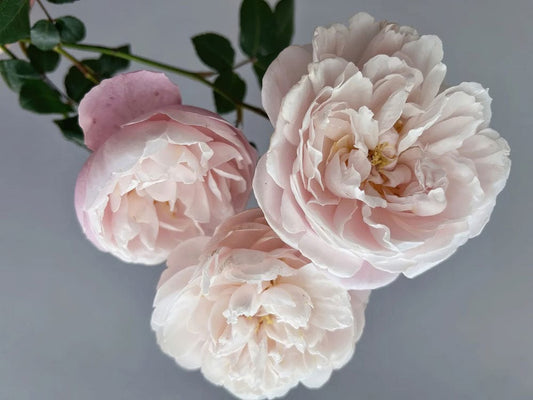 Pale Pink Peony Wall Murals