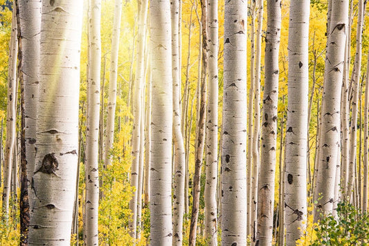 Sunshine Birch Forest Wall Murals