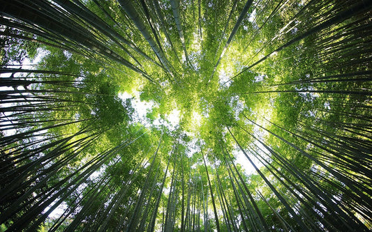 Dense Bamboo Sky Wall Murals