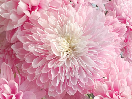 Pink Dahlia Wall Murals