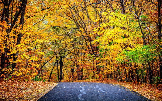 Maple Forest Path Wall Murals