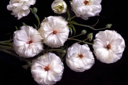 Noblessa White Yarrow Wall Murals