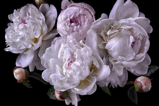 Peony Beauty Wall Murals