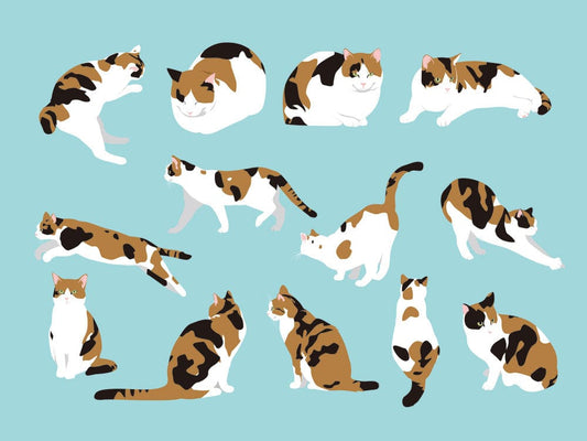 Cat Action Wall Murals