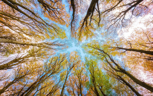 Forest Through Sky Wall Murals