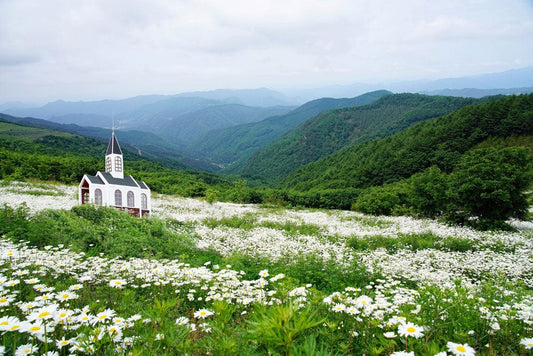 Daisy Field on Mountain Wall Murals