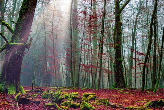 Early Autumn Forest Wall Murals