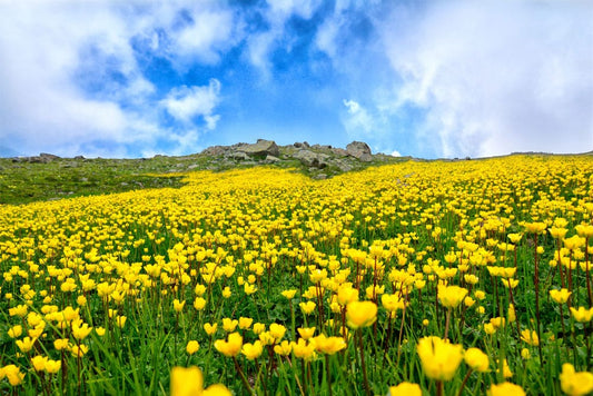 Flowers on Mountain Top Wall Murals