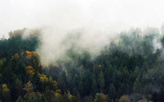 Fog Filled Forest Wall Murals