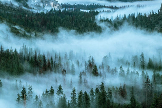 Fog Surrounding Forest Wall Murals