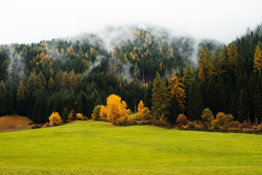 Foggy Autumn Forest Wall Murals