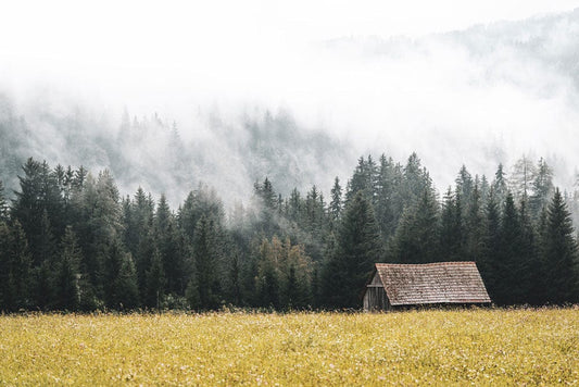 Forest in Heavy Fog Wall Murals