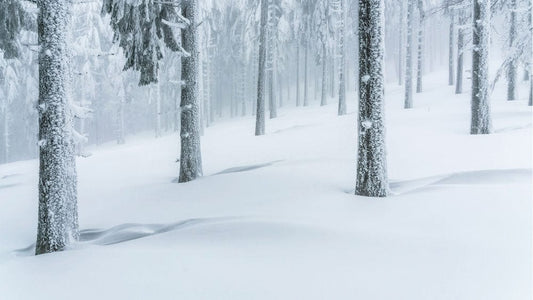 Forest of Snow Wall Murals