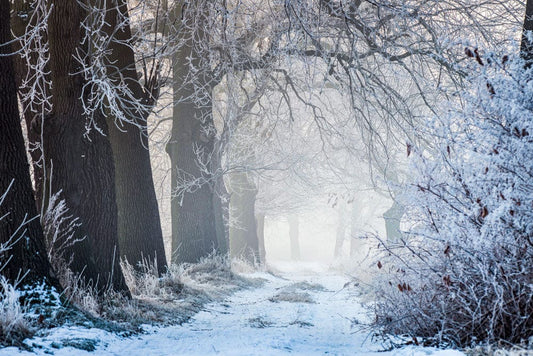 Frozen Forest Path Wall Murals