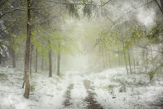 Frozen Green Woods Wall Murals