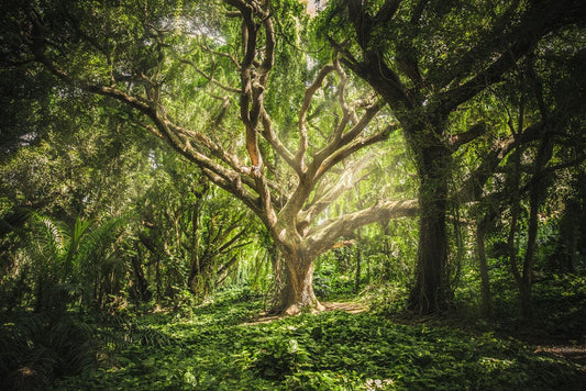 Ancient Tree in Sunshine Wall Murals