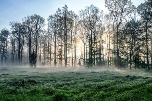 Hazy Blanketing Forest Wall Murals